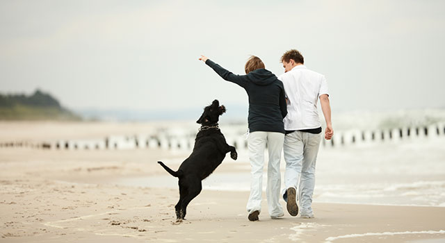 blog-dog-walk-beach