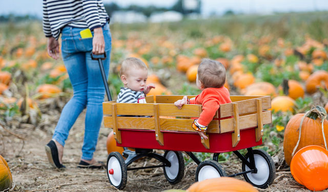 blog-picking-pumpkins