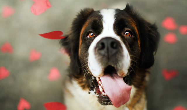 blog-dog-sniffing-out-cancer