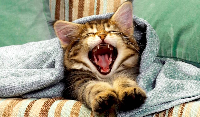 blog-why-do-we-yawn