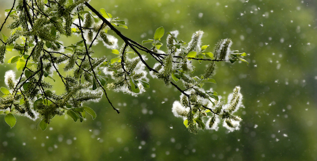 blog-pollen-count