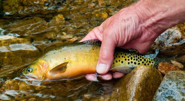 blog-pruney-hands-under-water