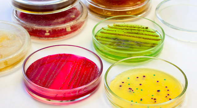 blog-bacteria