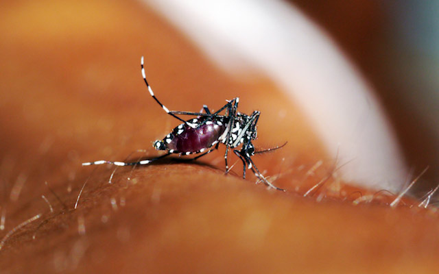 blog-zika-virus