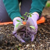 health benefits of gardening