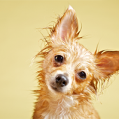 True or False? Leaving the house with wet hair can make you sick.