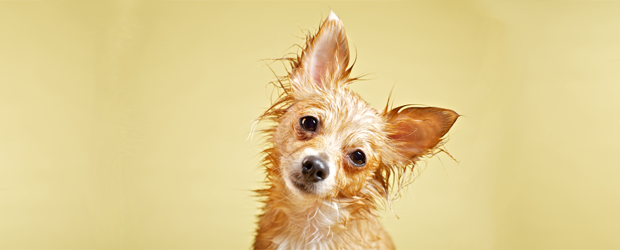True or False? Leaving the house with wet hair can make you sick.