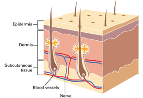 blog-skin-layers