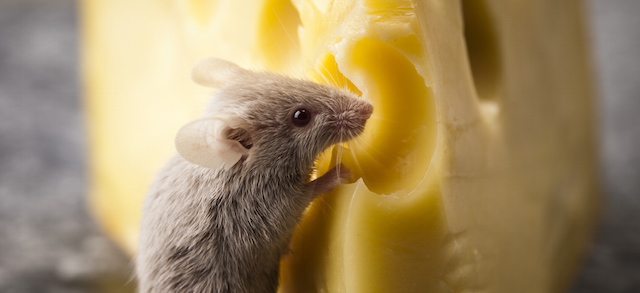 blog-hunger-switch-mice