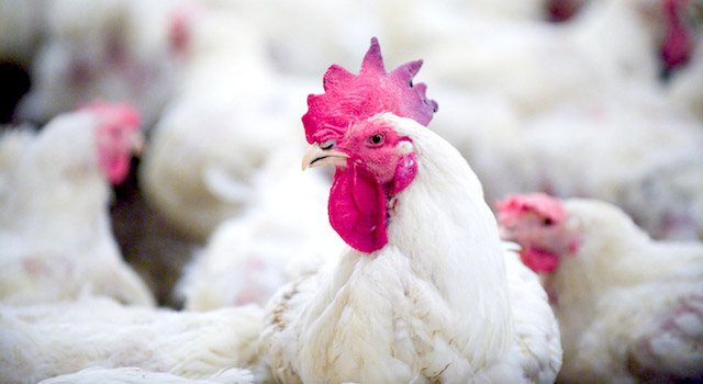 blog-avian-flu-facts