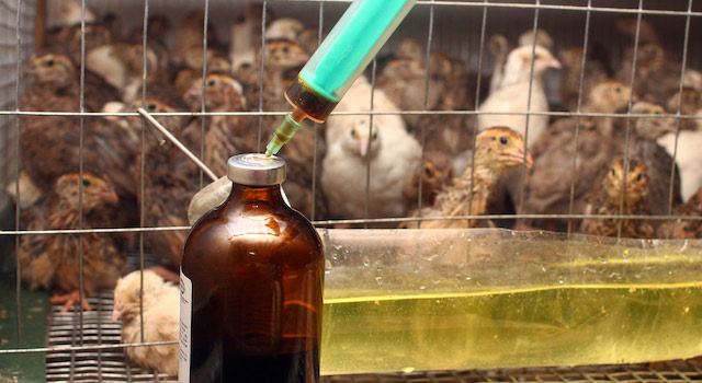 blog-antibiotics-animals