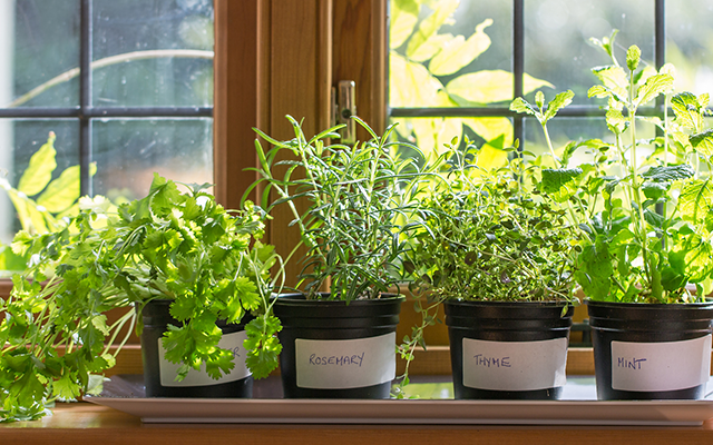blog-indoor-gardening